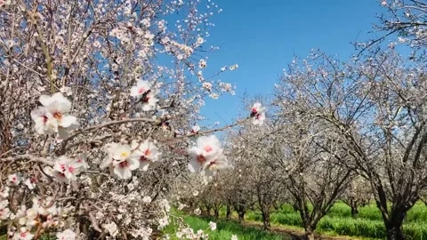 Almond trees in bloom. Stock Footage 238774142