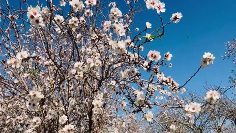 Almond trees in bloom. Stock Footage 238774278