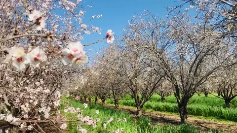 Almond trees in bloom. Stock Footage 238774279