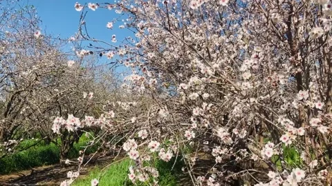 Almond trees in bloom. Stock Footage 238774321