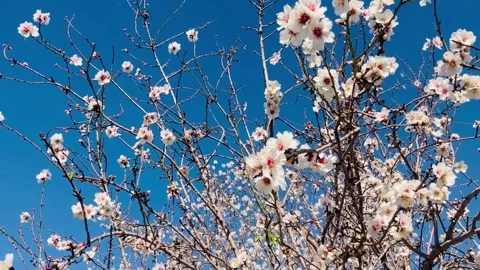 Almond trees in bloom. Stock Footage 238774323