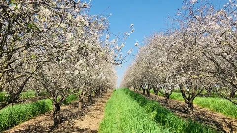 Almond trees in bloom. Stock Footage 238774402
