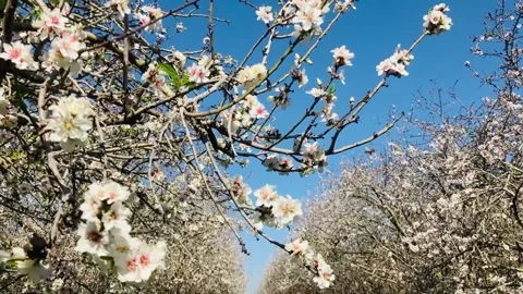 Almond trees in bloom. Stock Footage 238774557