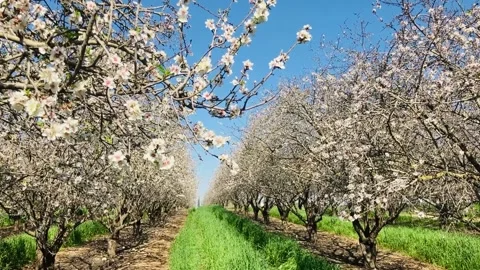 Almond trees in bloom. Stock Footage 238774560