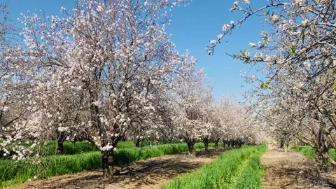 Almond trees in bloom. Stock Footage 238774583