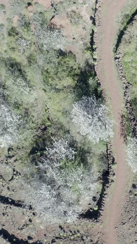 Almond trees in bloom next to a path. Drone footage. Vertical. 스톡 동영상 301626774