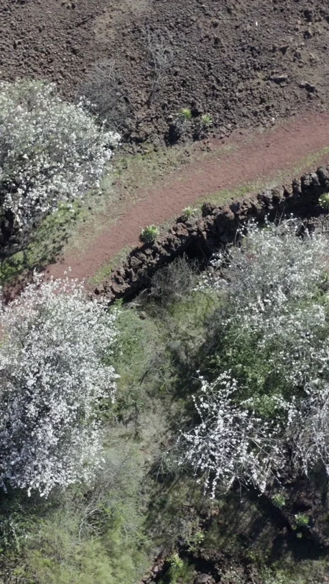 Almond trees in bloom next to a path. Drone footage. Vertical (2). Stock Footage 301626795
