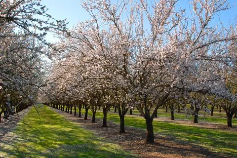ALMOND TREES IN BLOOM Stock Photos