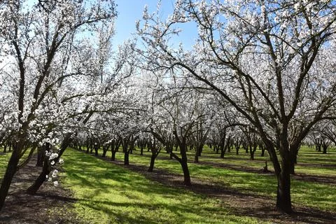 ALMOND TREES IN BLOOM Stock Photos