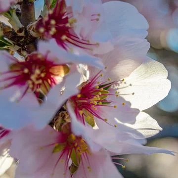 Almond trees in bloom in spring Stock Photos