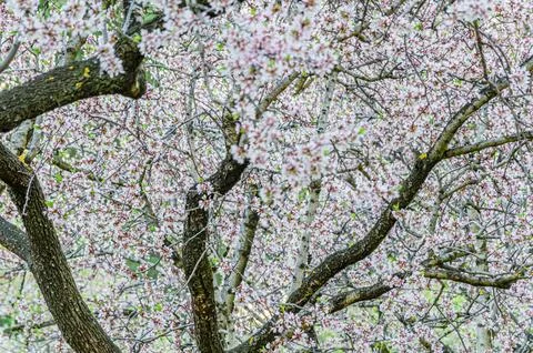Almond trees in bloom in spring Stock Photos