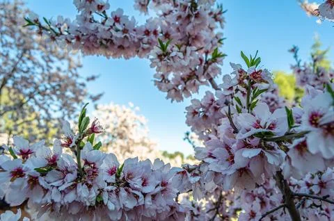 Almond trees in bloom in spring Stock Photos