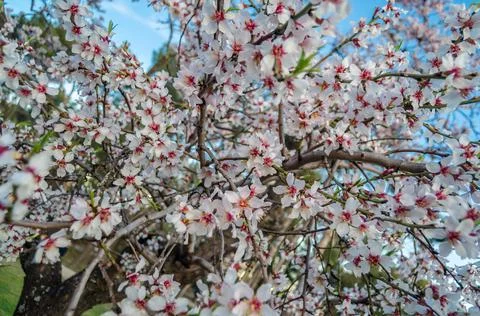 Almond trees in bloom in springtime in Madrid, Spain Stock Photos