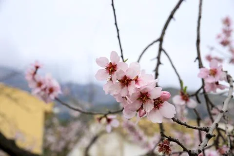 Almond trees in bloom under cloudy sky Stock Photos