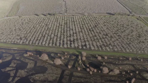 Almond Trees Farm Stock Footage 127212033