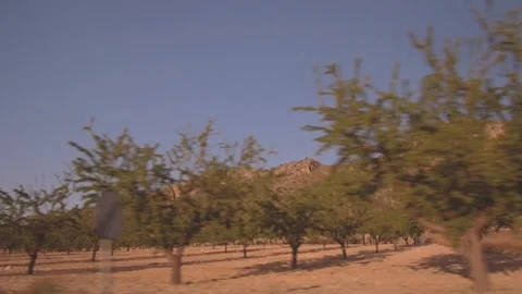 Almond trees field Stock Footage 107619464