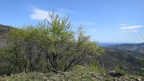 Almond trees Stock Footage 150880242