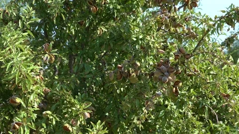 Almond Trees with Fruit  - 475 Stock Footage 311019664