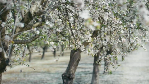 Almond trees in a grove Stock Footage 275626897