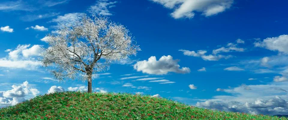 Almond trees Stock Illustration
