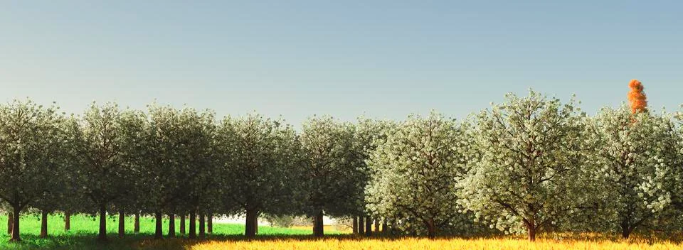 Almond trees Stock Illustration