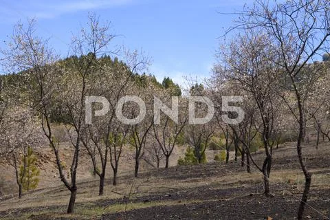 Almond trees Stock Photos