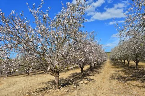 Almond trees Stock Photos