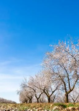 Almond trees in spring Stock Photos