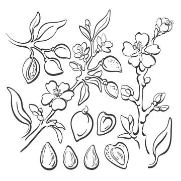 Almond. Vector graphic set on white background. Group of nut, bio food. Botan Stock Illustration