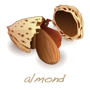 Almond vector illustation isolated Stock Illustration