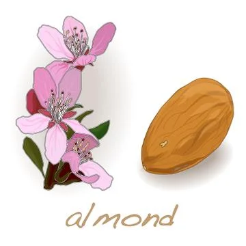 Almond vector illustation isolated Stock Illustration