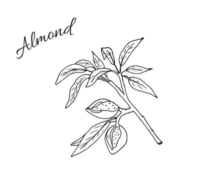 Almond16 Stock Illustration