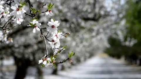 AlmondBlossom Video stock 73210142