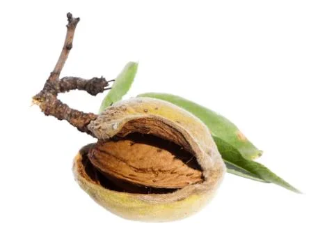 Almonds and leafs Stock Photos