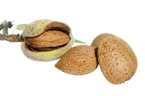 Almonds and leafs Stock Photos
