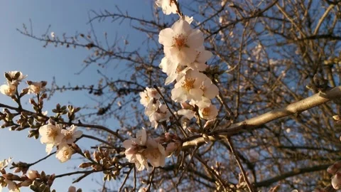 Almonds bloom in the garden in spring. Stock Footage 150988240