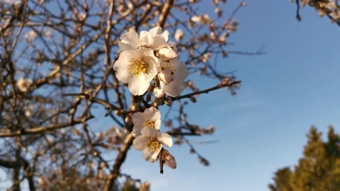 Almonds bloom in the garden in spring. Stock Footage 150988241