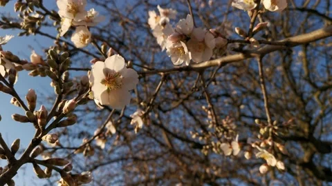 Almonds bloom in the garden in spring Video stock 150988245