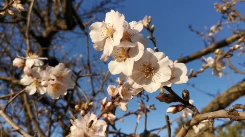 Almonds bloom in the garden in spring. Stock Footage 150988246