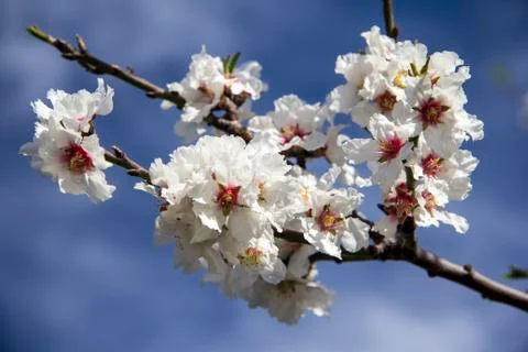 Almonds in bloom Stock Photos