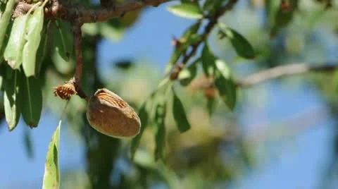 Almonds on branch. Blue sky background Stock Footage 12465837