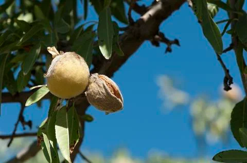 Almonds on branch Stock Photos