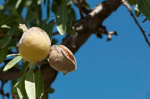 Almonds on branch Stock Photos