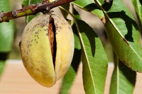 Almonds on branch Stock Photos