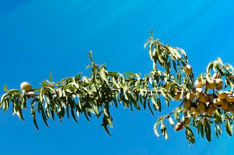 Almonds on branch Stock Photos