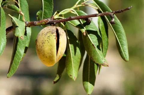 Almonds on branch Stock Photos