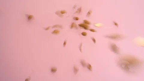 Almonds fall Video stock 90762330