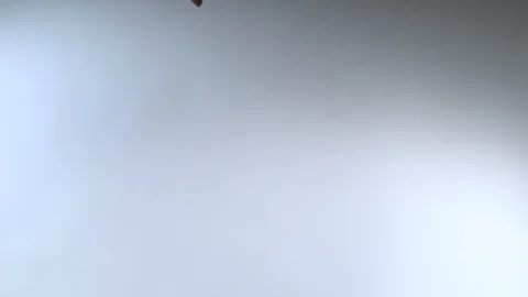 Almonds falling against white background in slow motion Stock Footage 100009526