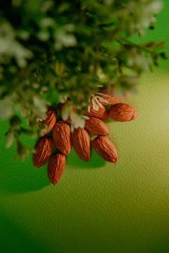 Almonds on a green background Stock Photos