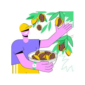Almonds growing isolated cartoon vector illustrations. Stockillustratie